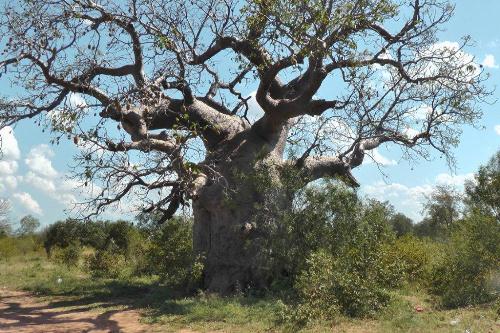 Baobab